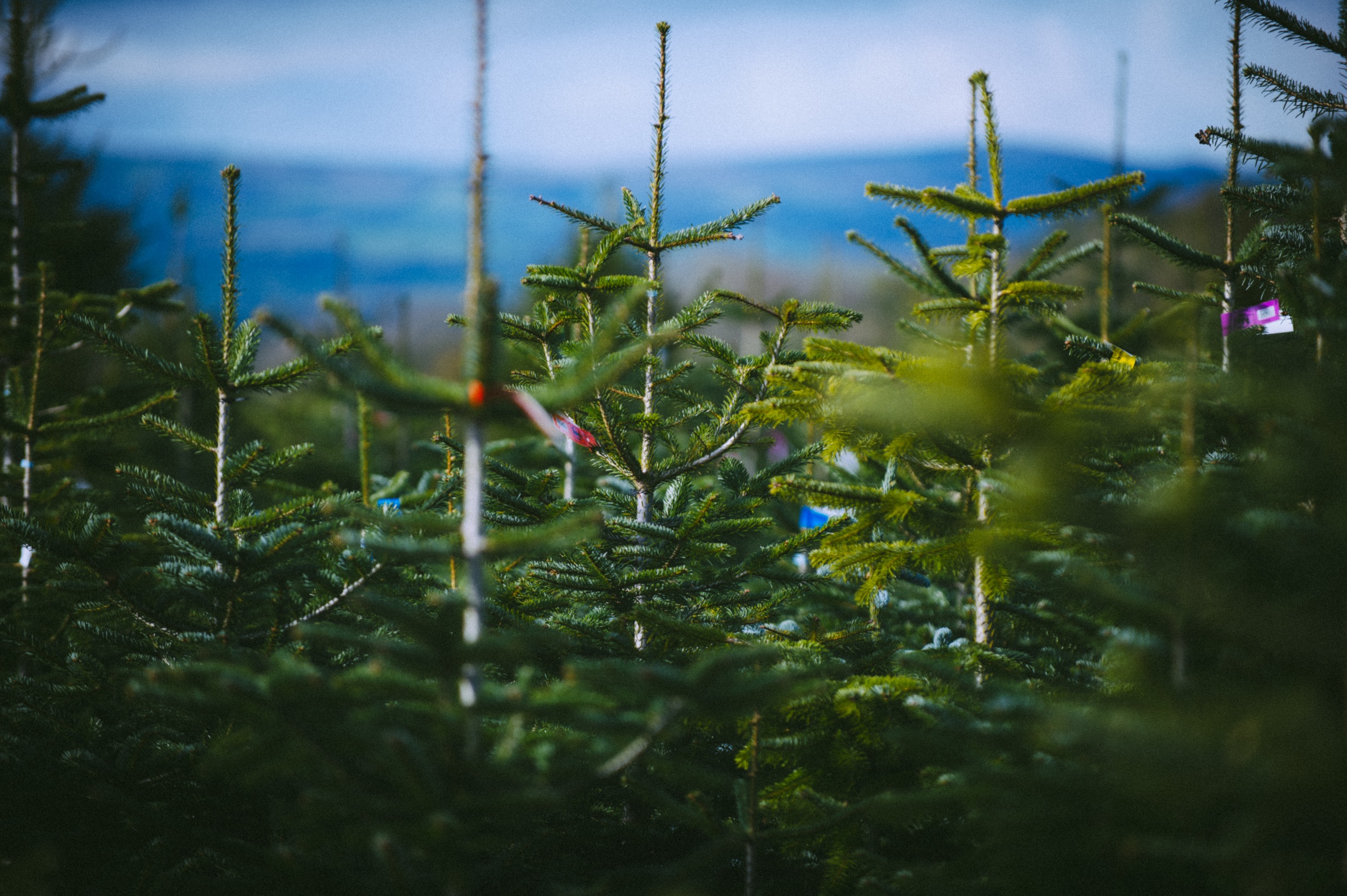 A field of Christmas Trees